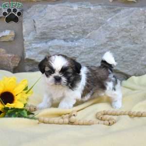 Carla, Shih Tzu Puppy